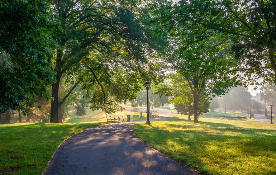 Peaceful morning park pathway surrounded by lush green trees and sunlight filtering through leaves